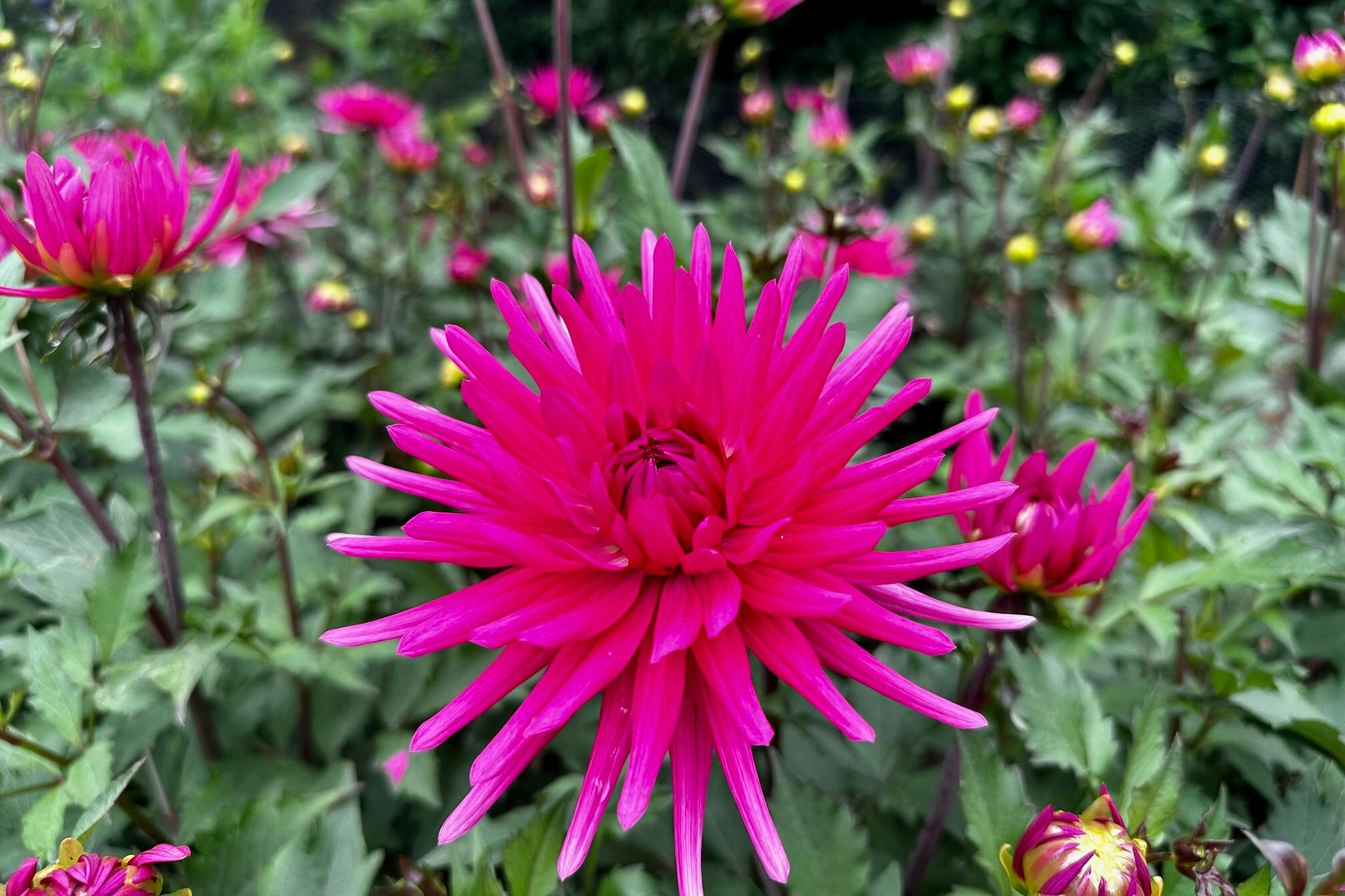 Dahlia