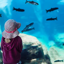 Ett barn som bär en färgglad hatt och rödbrun huvtröja tittar på fiskar som simmar i ett stort akvarium.