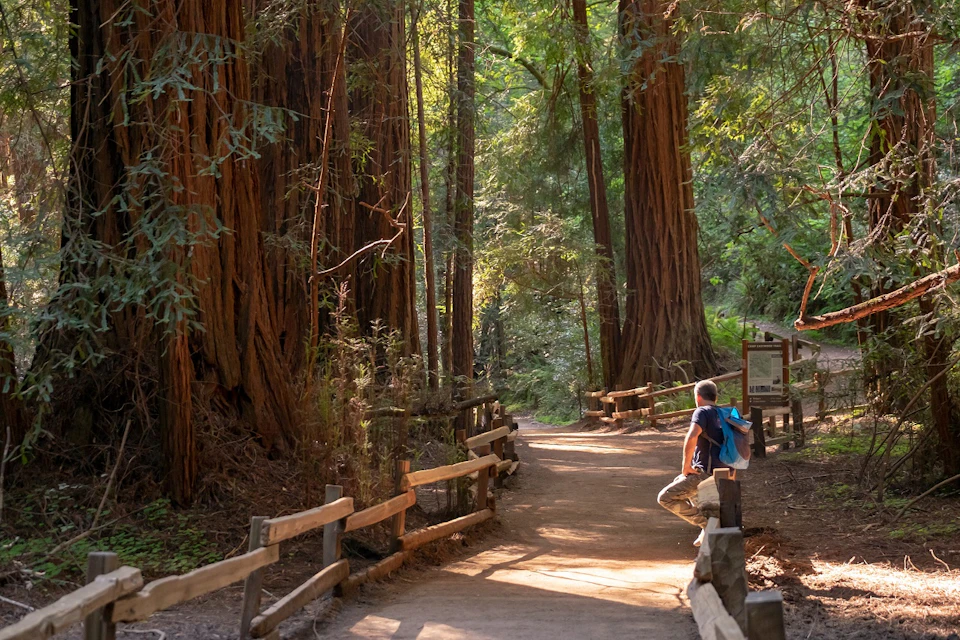 A hiker with a backpack walks on a sunlit, dirt path through a dense forest with tall redwood trees, surrounded by wooden fences.