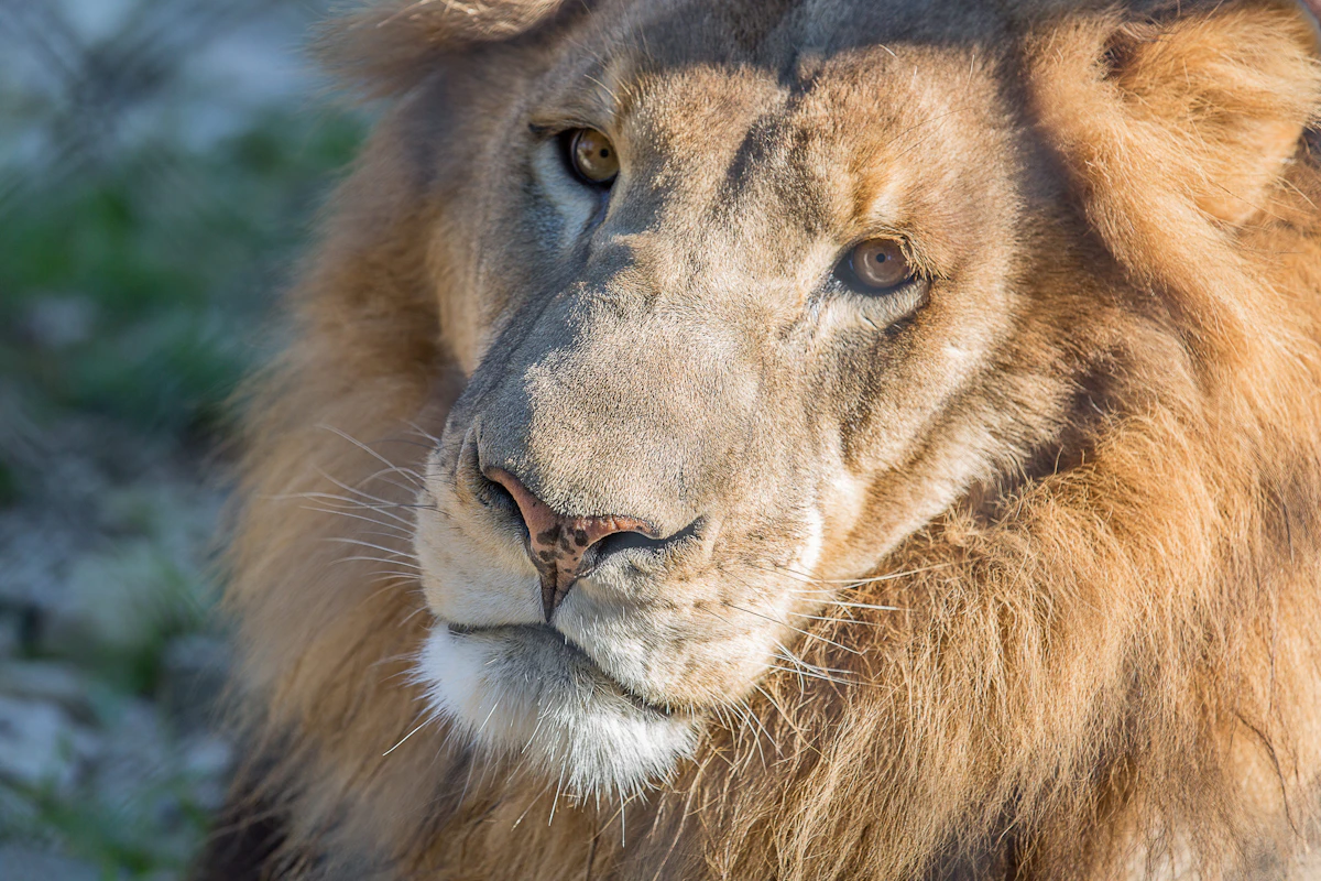 Austin Zoo: Skip The Line Ticket photo 1