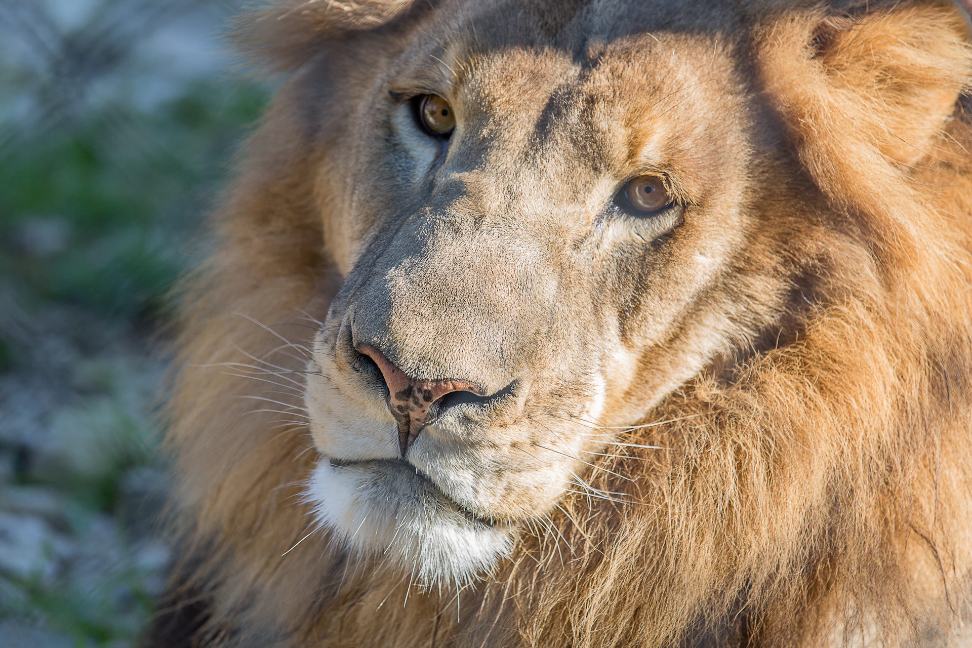 Close-up of a lion's face, showing detailed features such as its mane, eyes, nose, and whiskers, with a neutral background.