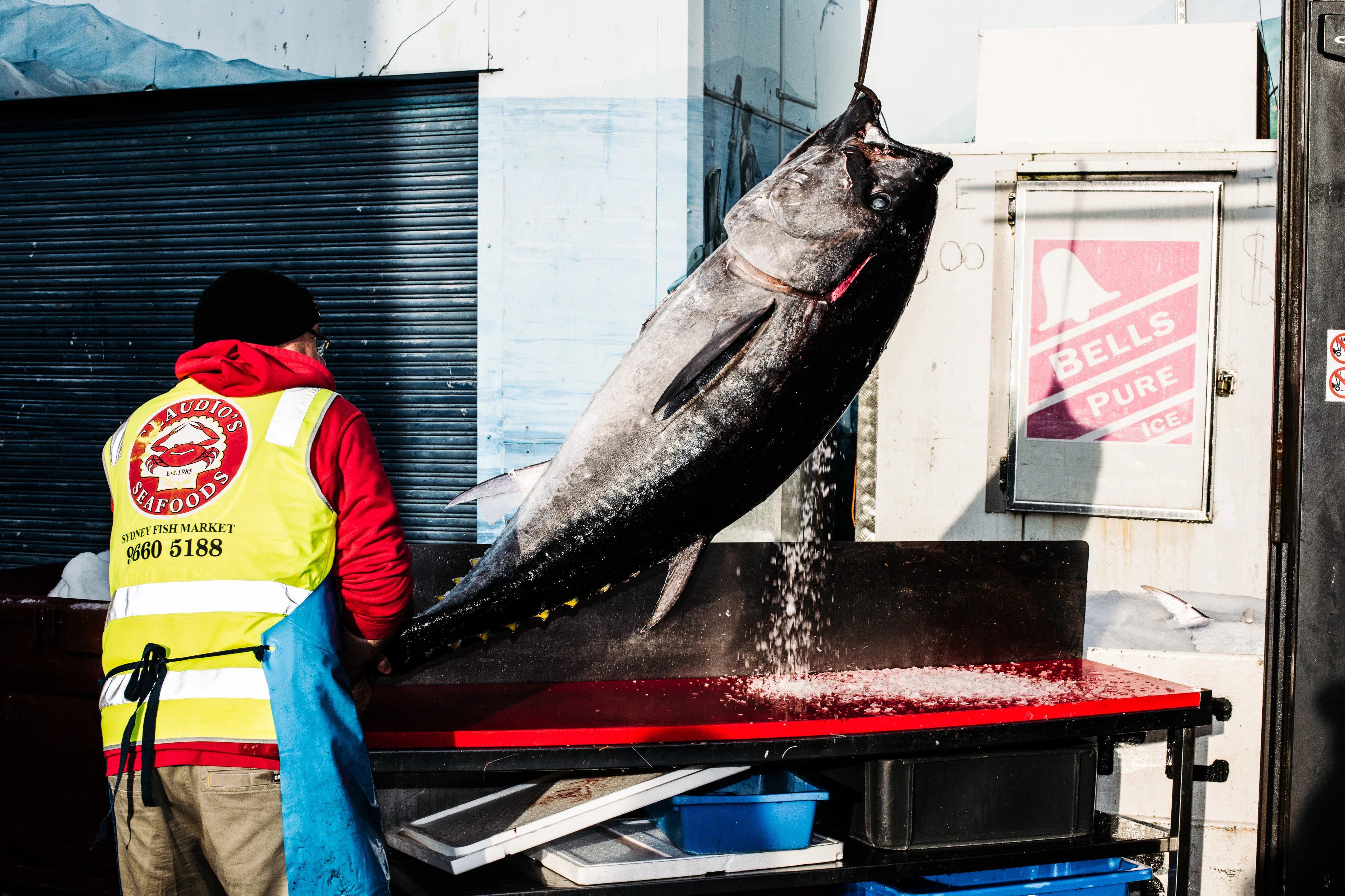 Sydney Fish Market: Behind-the-Scenes Auction Floor Tour