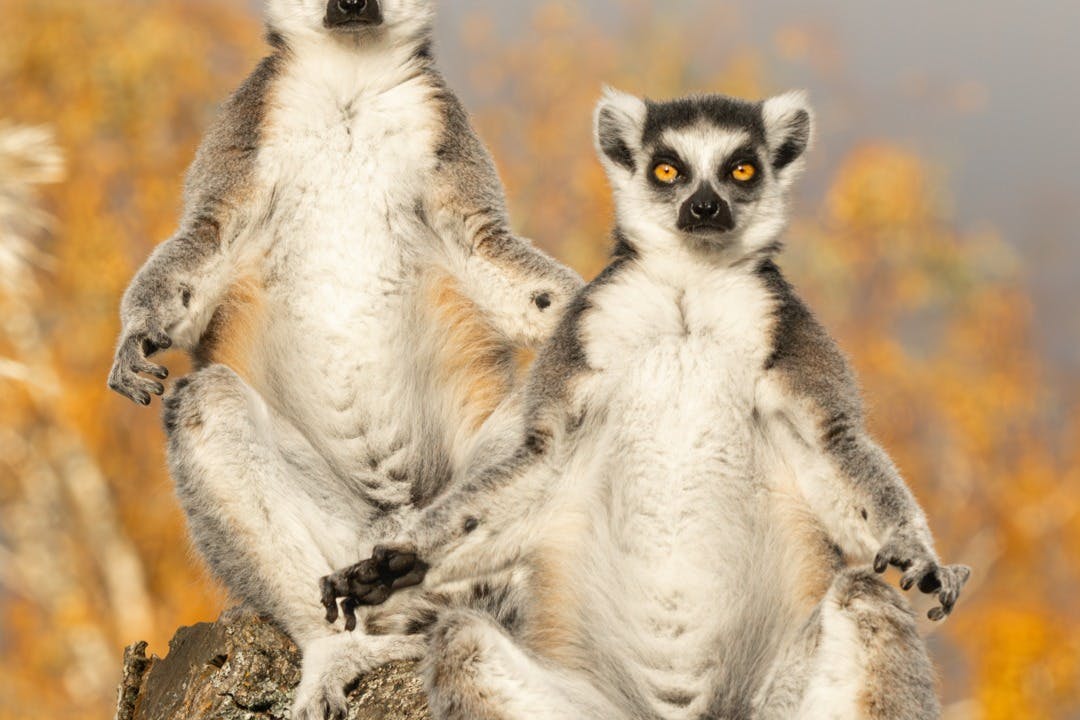 Dva lemuři se vztyčeným ocasem sedí na skále s rozmazaným pozadím teplých podzimních barev.