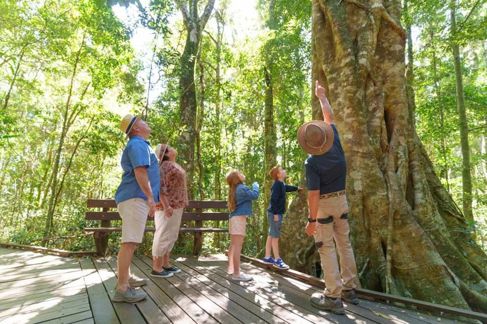 Guided rainforest walk