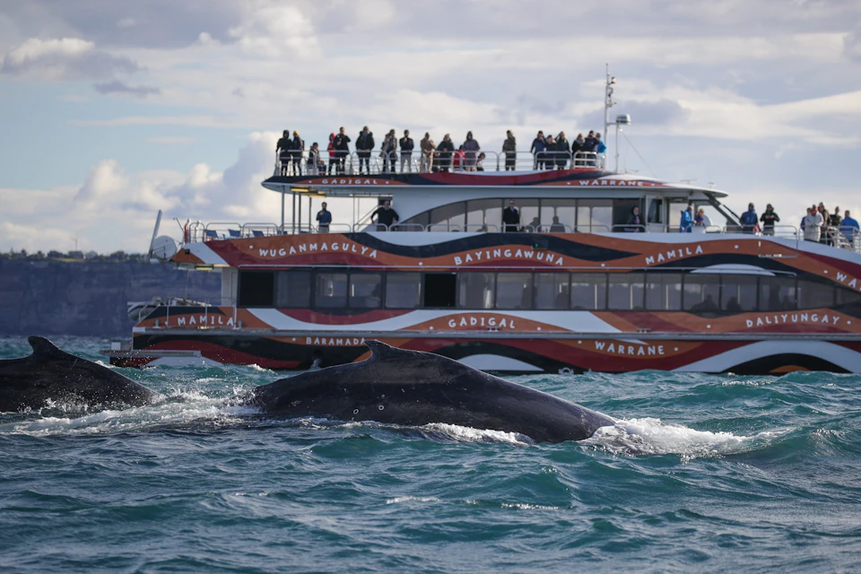3 Hour Whale Watching