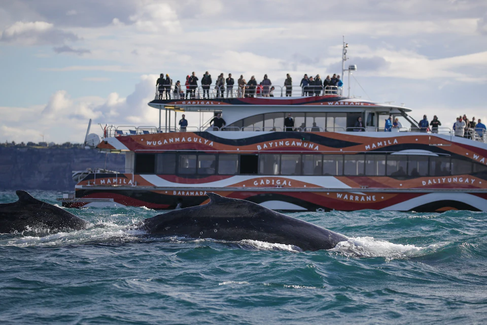 3 Hour Whale Watching