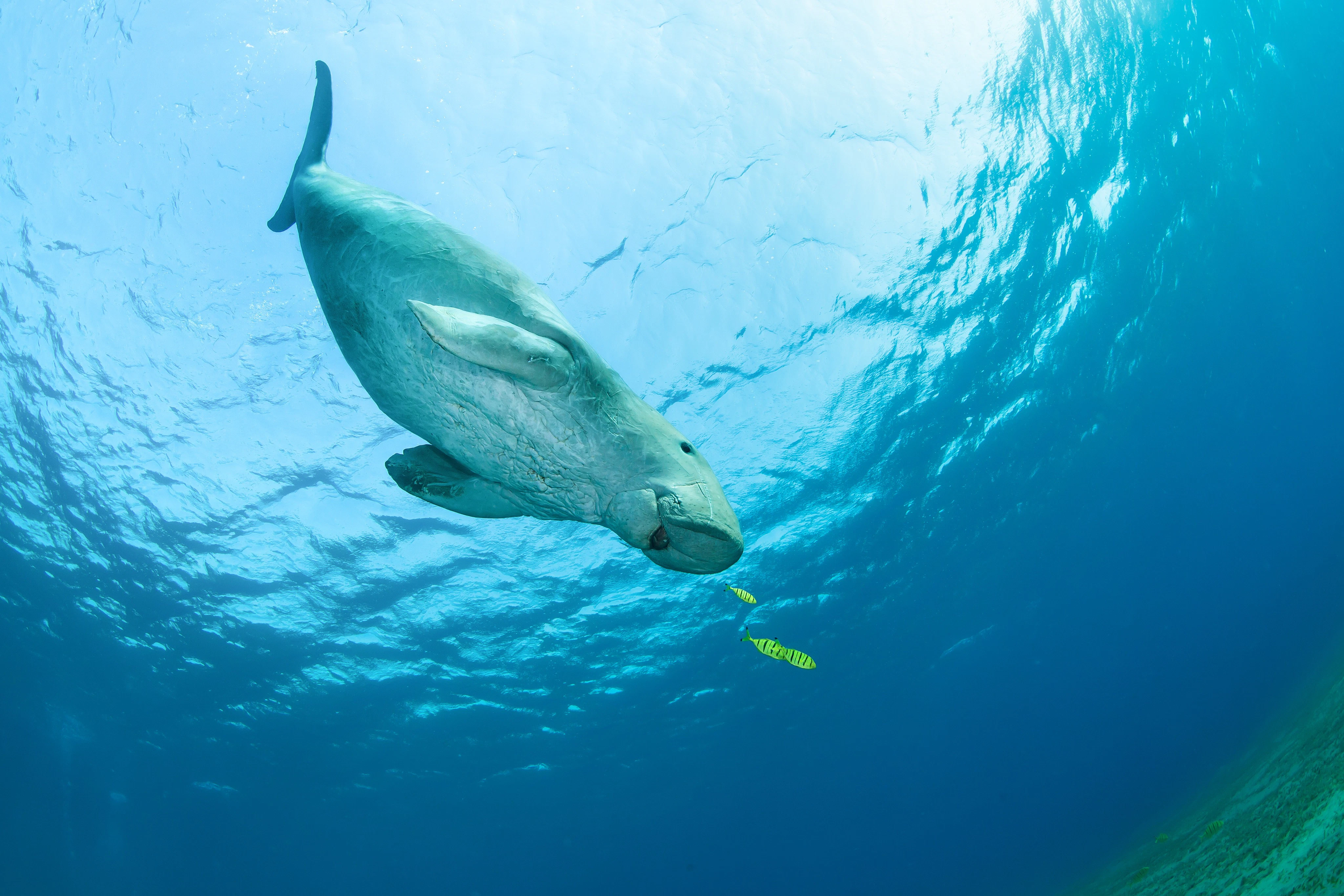 Marsa Mubarak: Snorkeling with Dugong and Sea Turtles