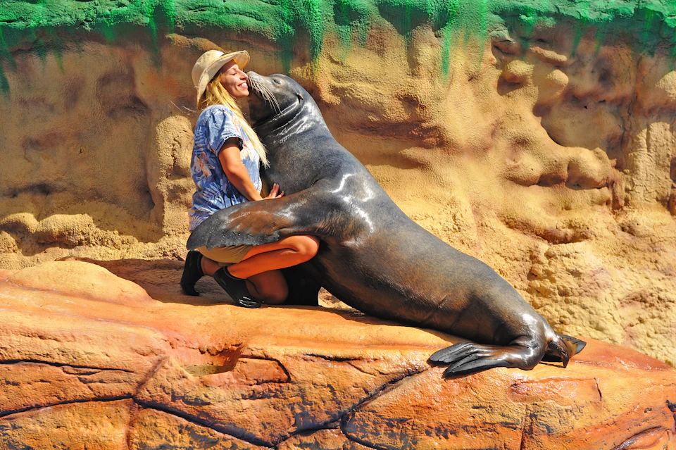 A sea lion with its flipper around a person wearing a hat and colorful outfit, both smiling, against a rocky background.