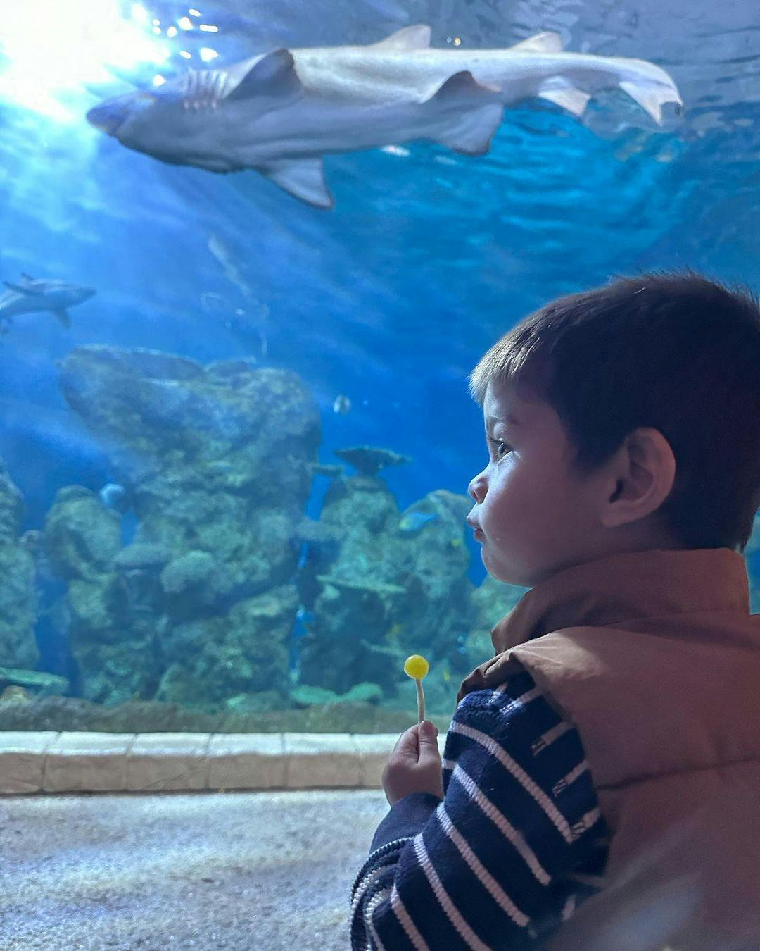 Downtown Aquarium Denver Tickets Tiqets