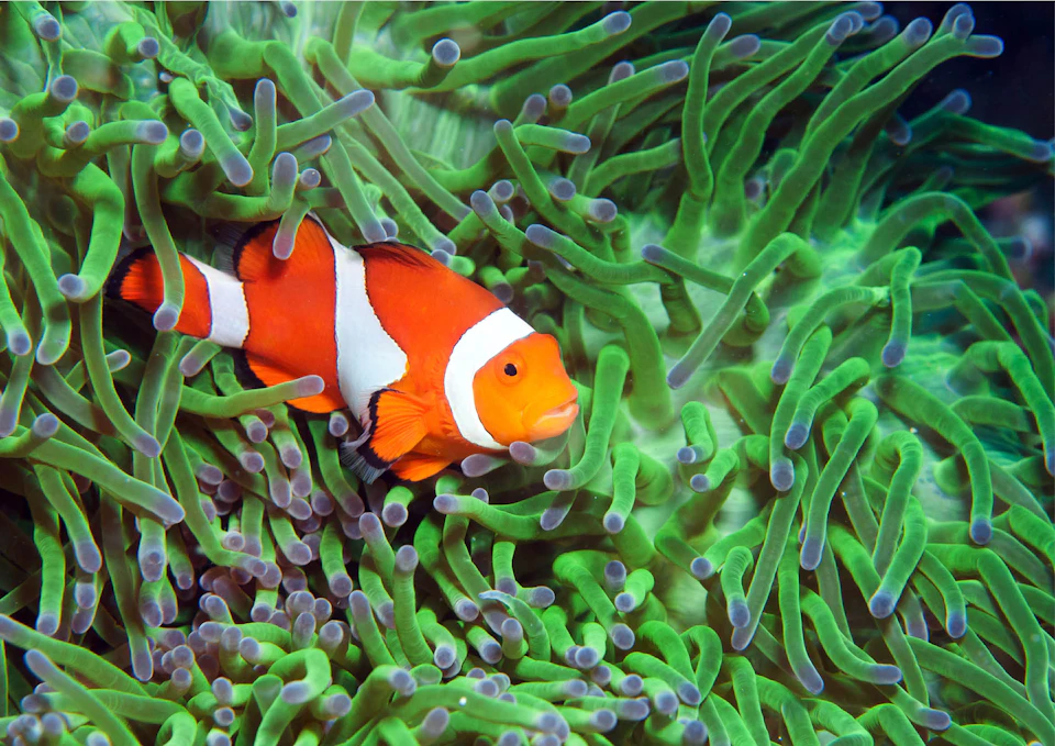 A clownfish swimming among vibrant green sea anemone tentacles.