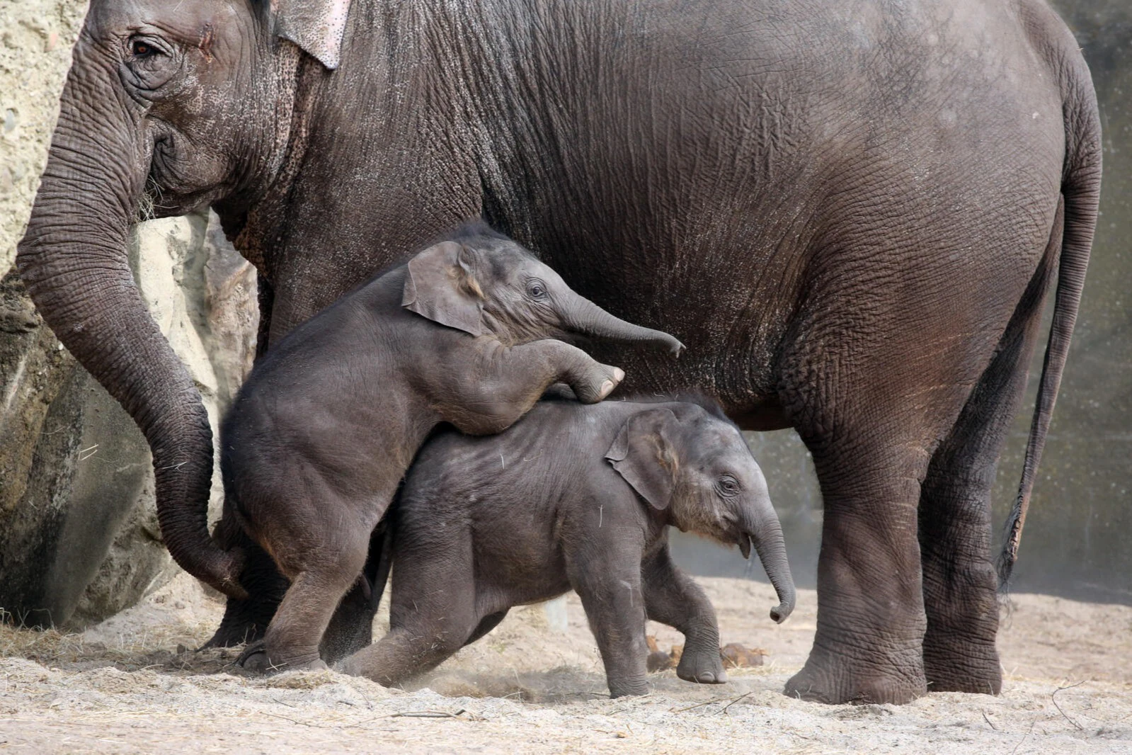 ARTIS Amsterdam Royal Zoo & Micropia: Skip The Line Entry Ticket