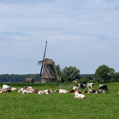 Lisse: Windmill Cruise from Warmond - Photo 2