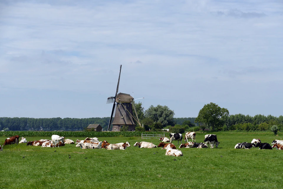 Cows grazing in a green field with a traditional windmill and trees in the background under a partly cloudy sky.