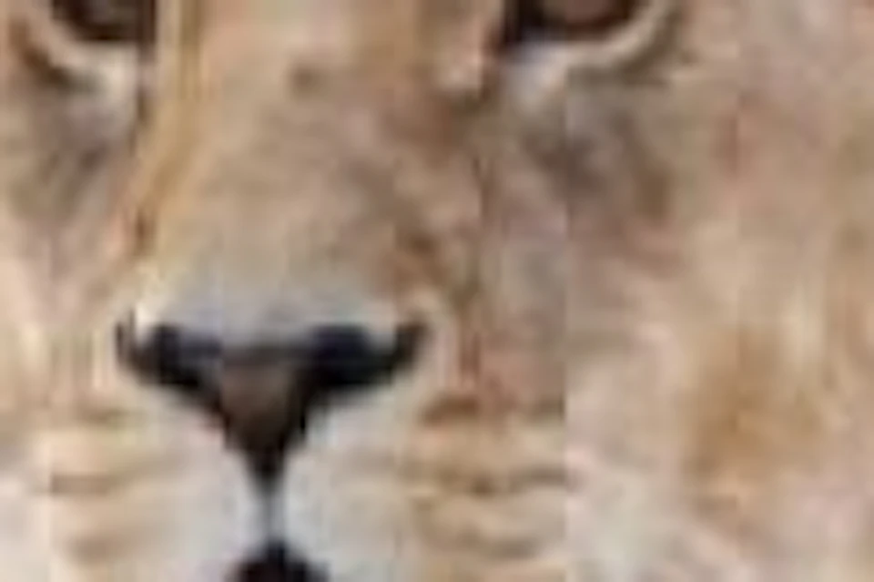 Lions