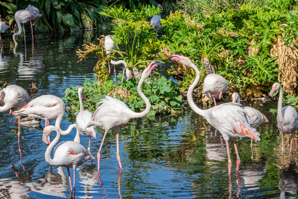 Phoenix Zoo
