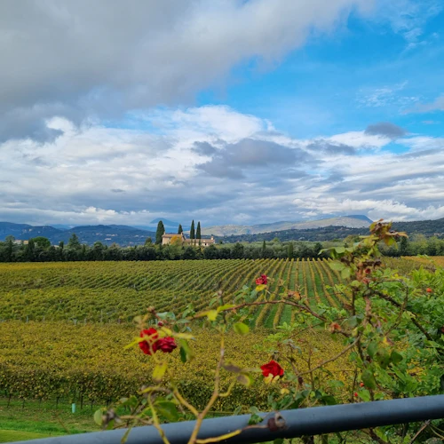 Lake Garda: Wine Tasting + Bardolino Vineyard Tour - Photo 3