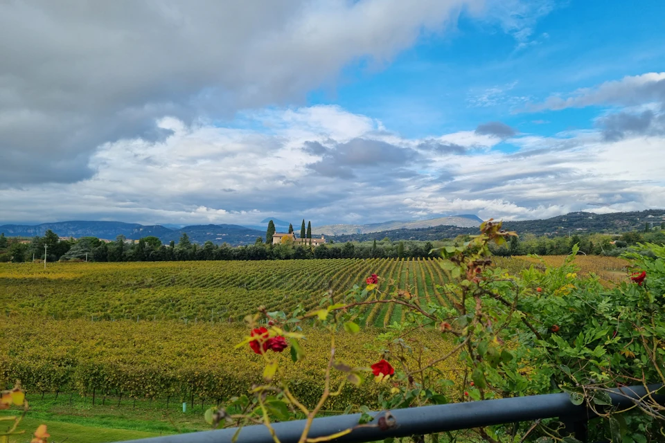 Panoramic view & vineyards
