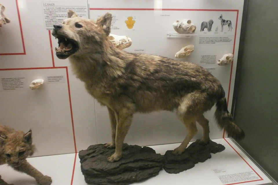 History Museum