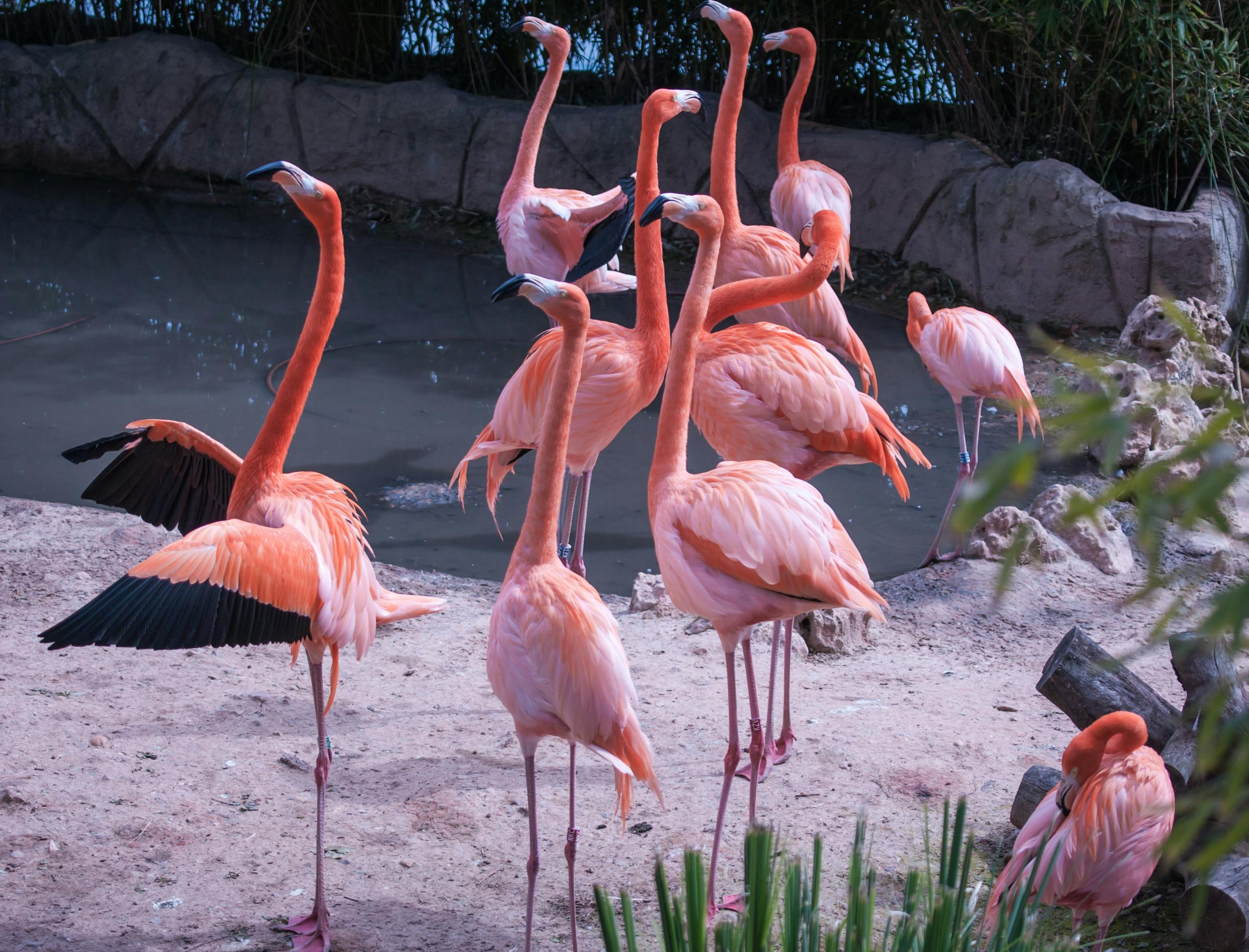 Tickets for Zoo Aquarium Madrid Tiqets