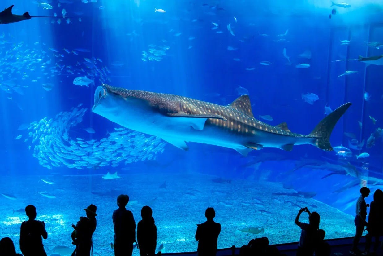 Okinawa Churaumi Aquarium: Entry Ticket - Photo 4