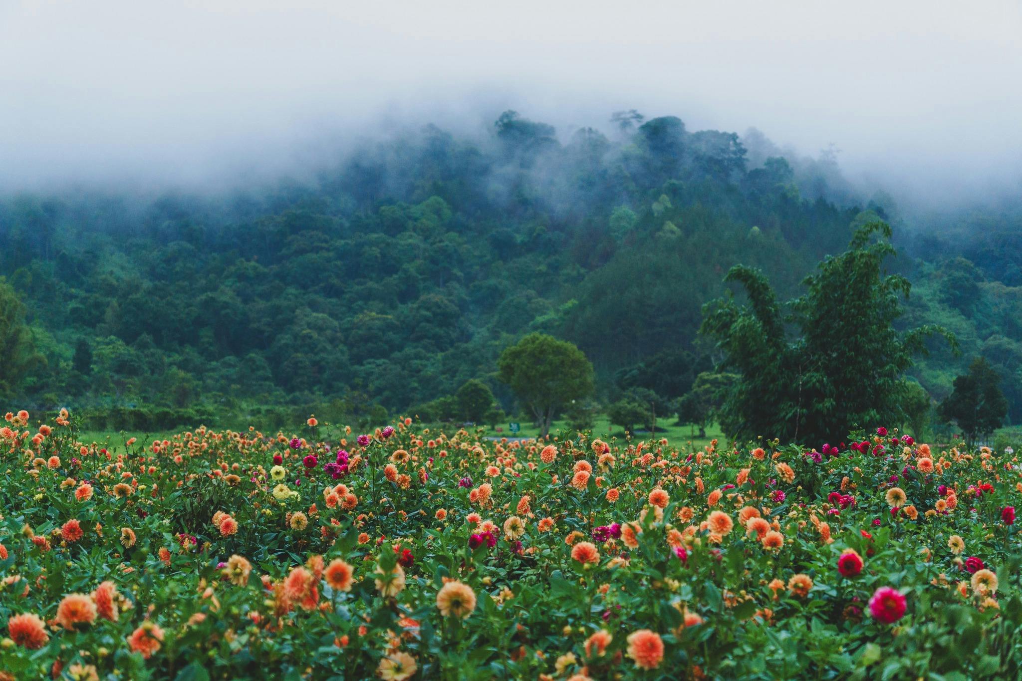 A field of vibrant flowers in front of a misty forested hillside.