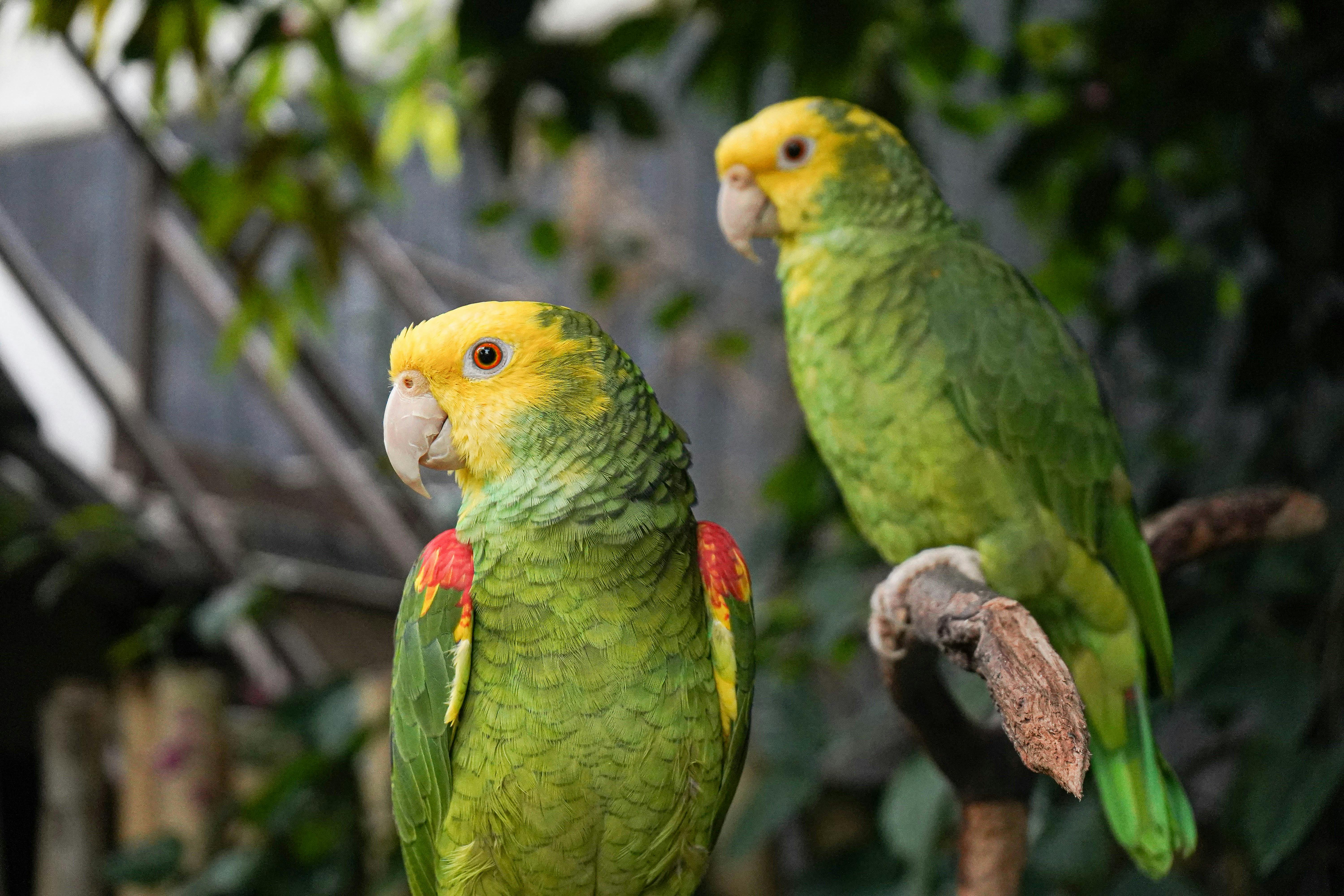 Bloedel Conservatory
