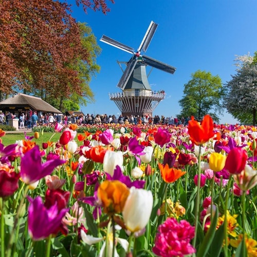 Haarlem, Keukenhof y Desfile de las Flores desde Ámsterdam