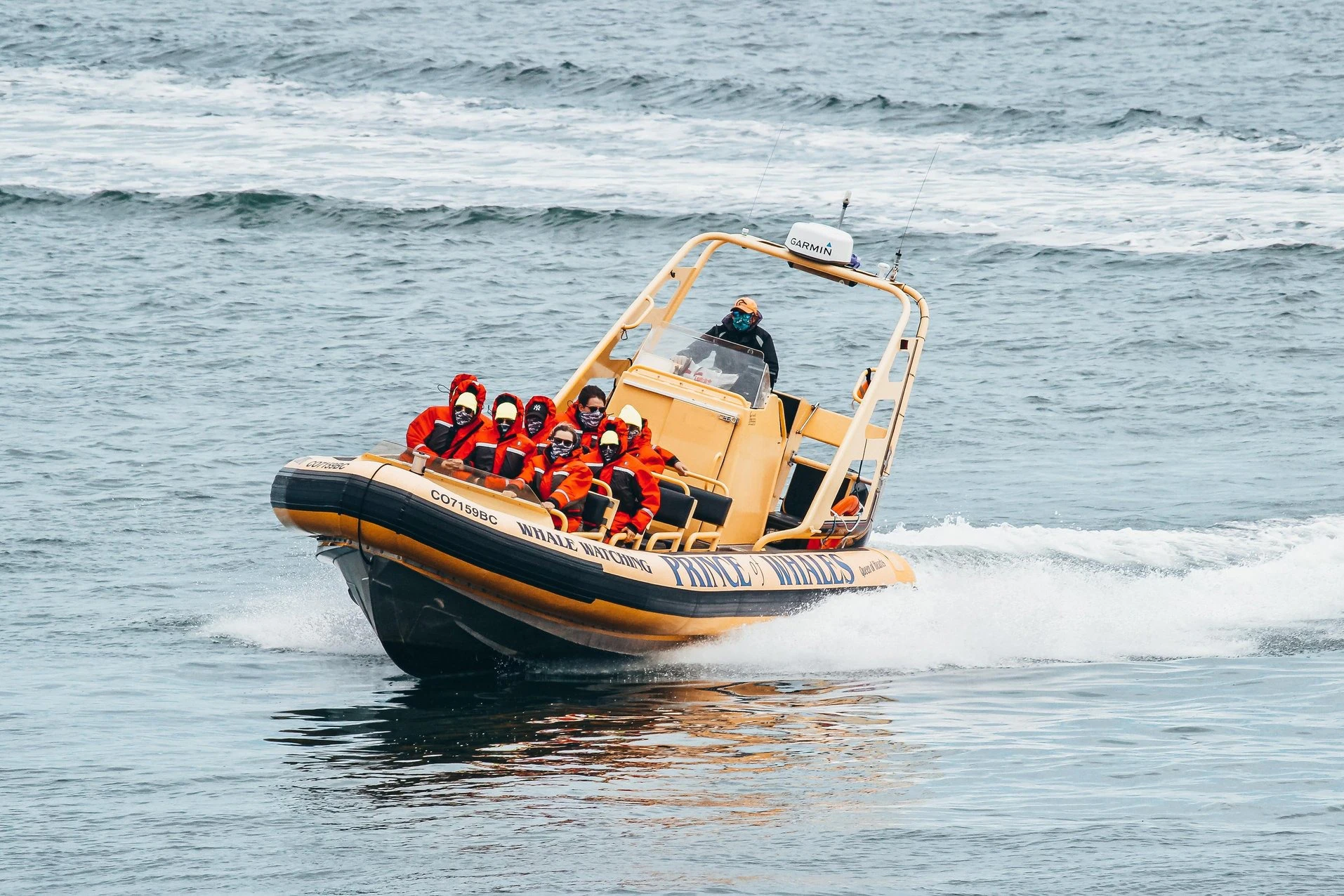 Victoria: Small Group Guided Whale Watching Tour
