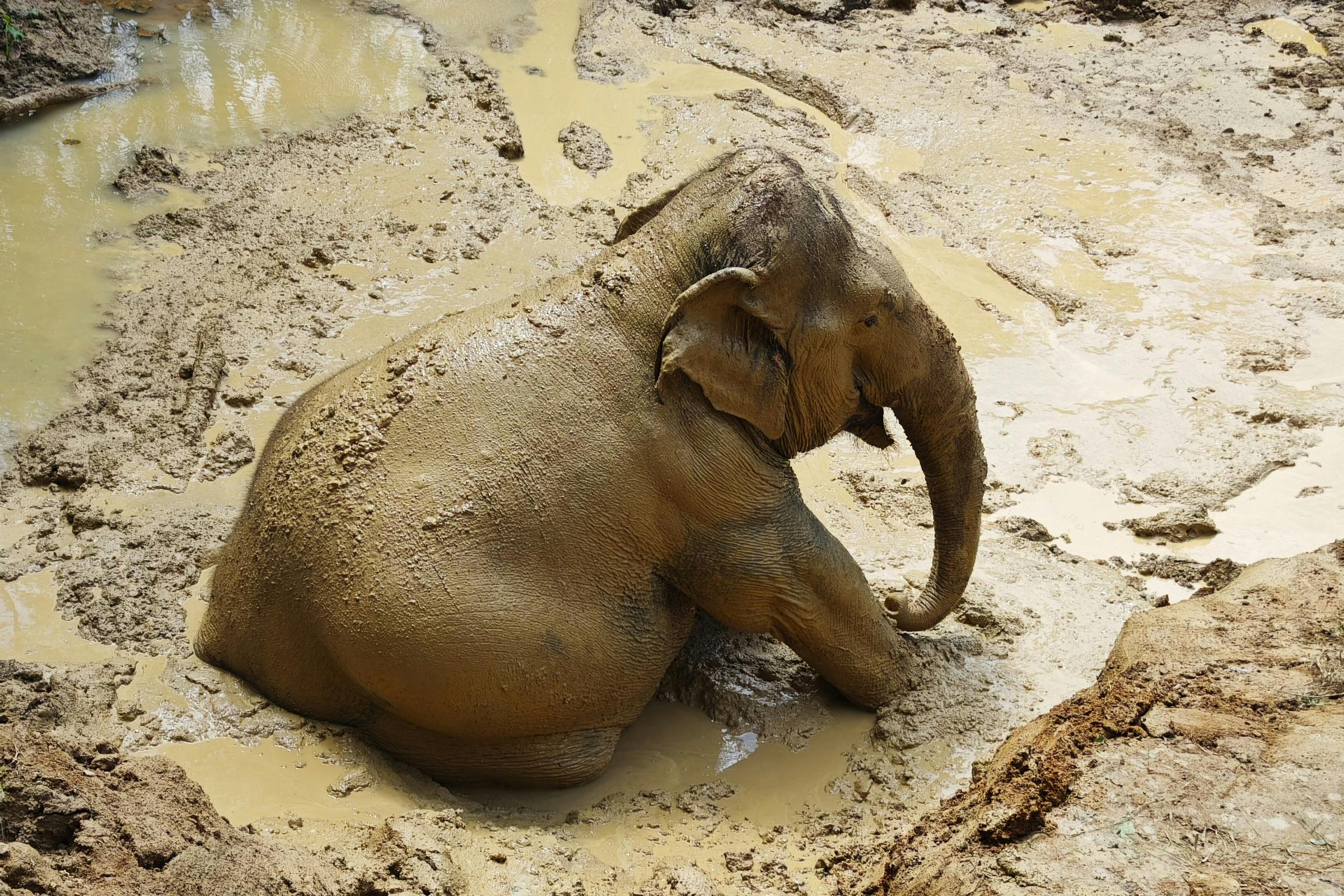 An elephant sitting in a muddy area, covered in wet mud.