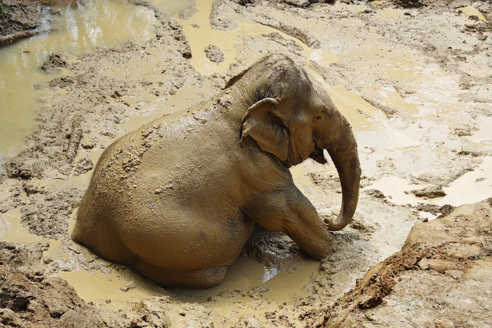 An elephant sitting in a muddy area, covered in wet mud.