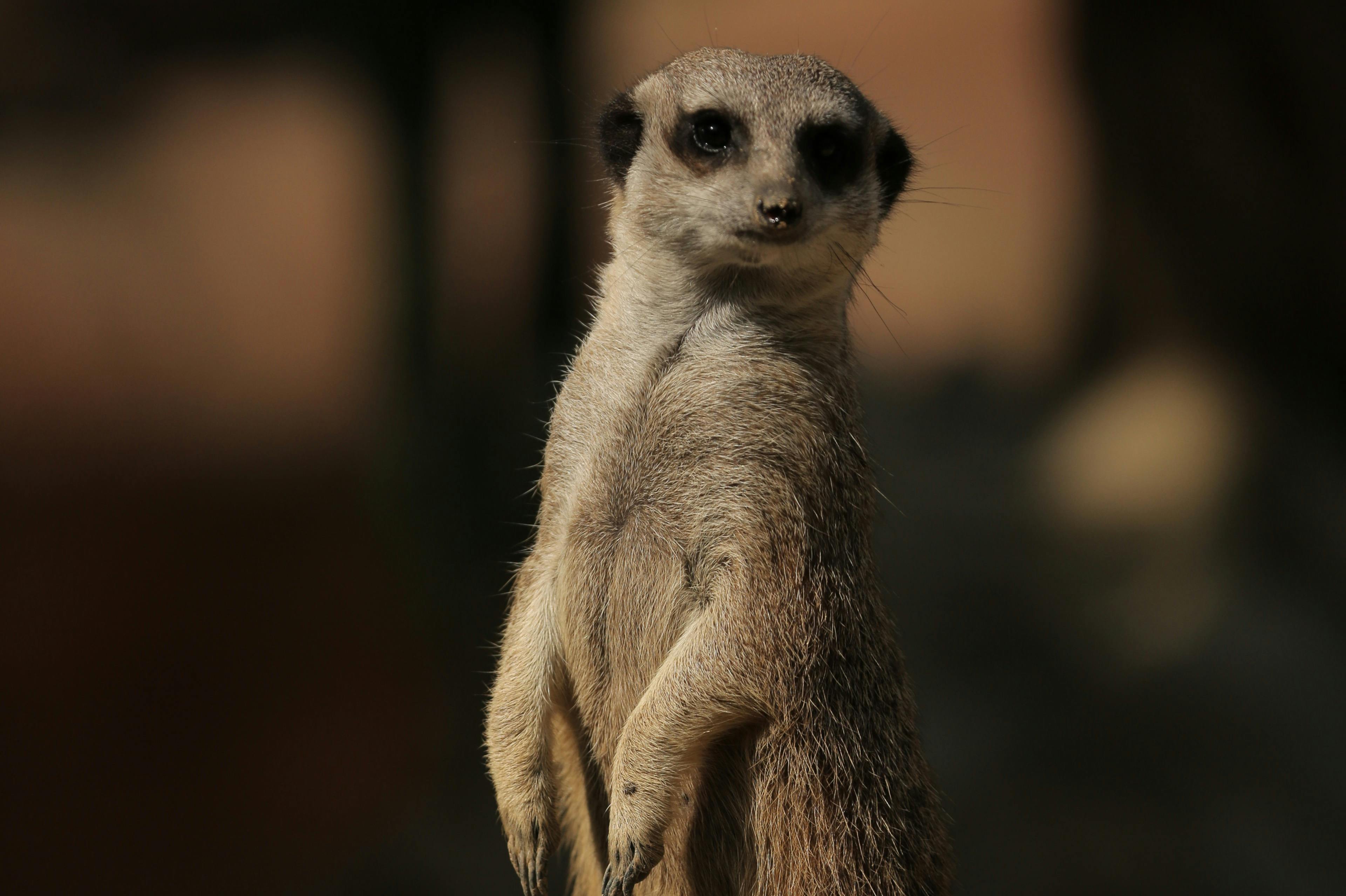 自然野生动物园