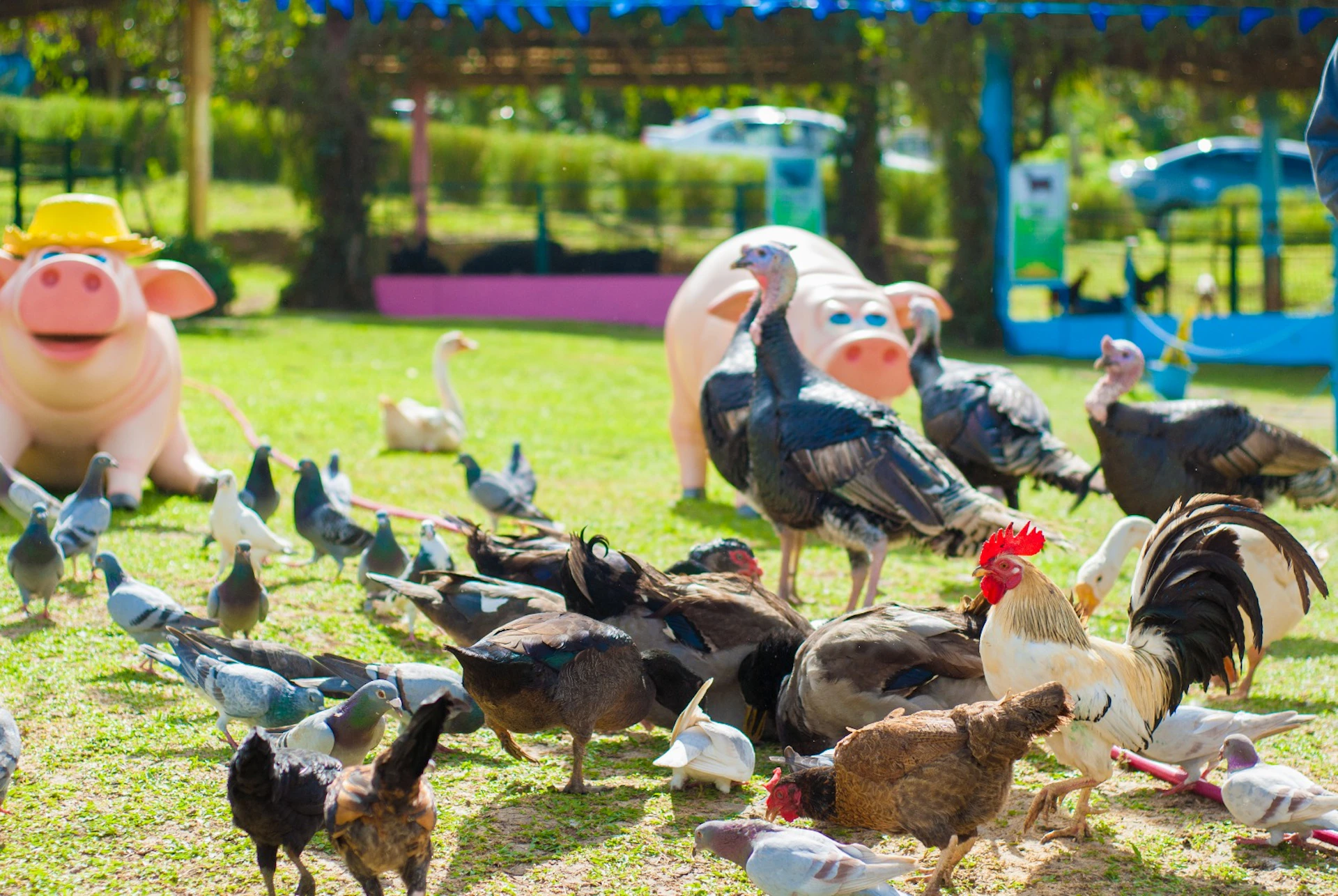 Paradizoo Tagaytay: Admission Ticket