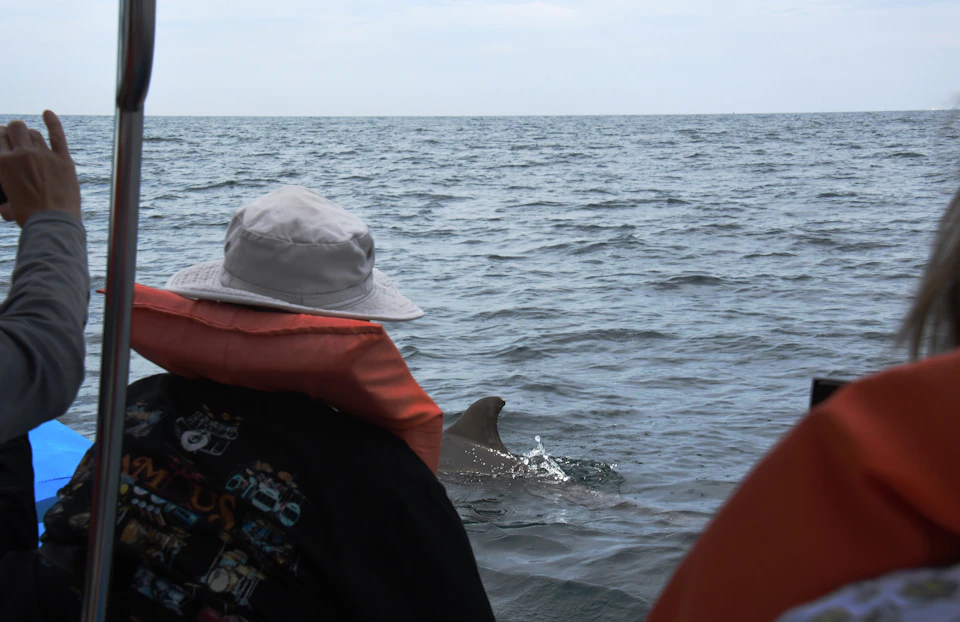 Person in a hat and life jacket looking towards the ocean where a dolphin's fin is visible near the surface.