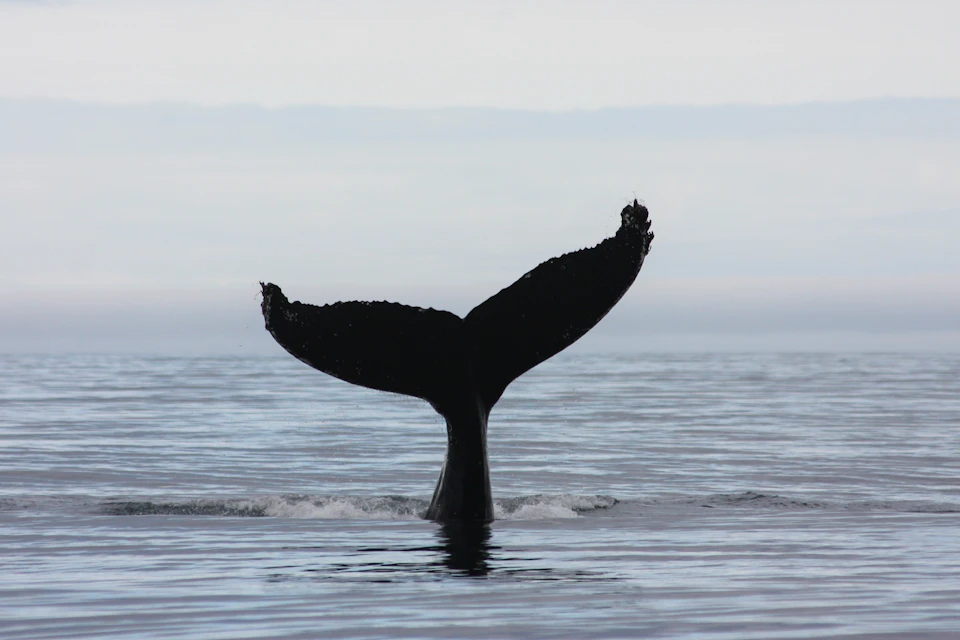 A humpback whale tail emerging from the sea.