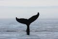 A cauda de uma baleia jubarte emergindo do mar.
