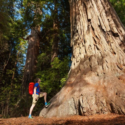 De São Francisco: Excursão de dia inteiro a Yosemite e Sequóias Gigantes - Photo 7