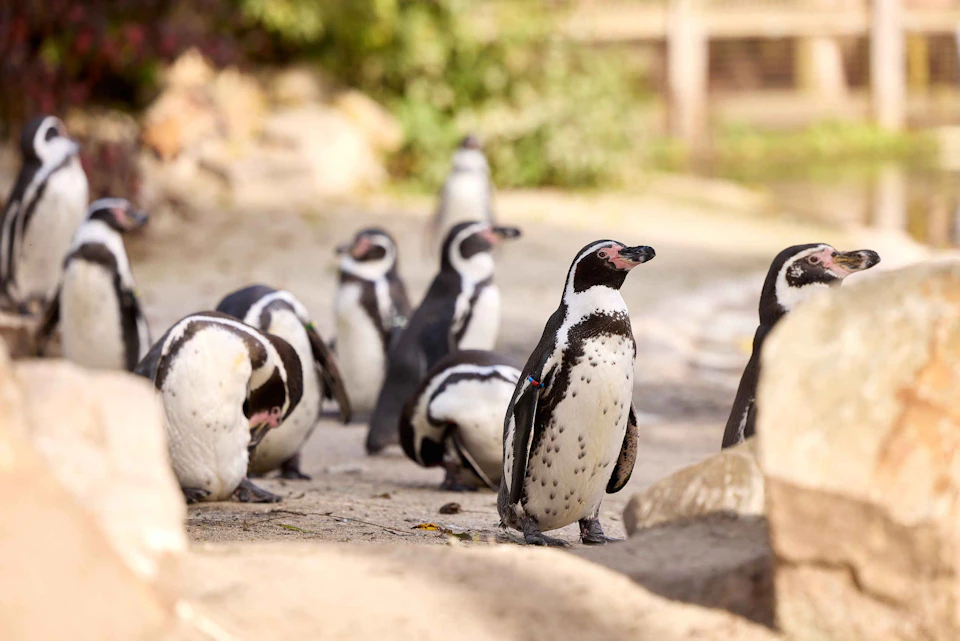 Several penguins are standing and walking on a sandy, rocky ground in an outdoor environment.