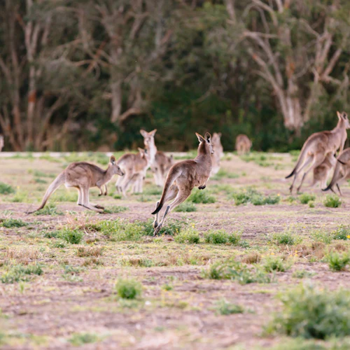 Surfers Paradise: Kangaroos and Mountain Views Morning Tour - Photo 6