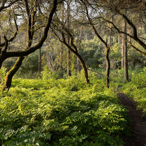 En tät skog med vridna trädstammar, frodig grön undervegetation och en smal smutsväg som leder genom scenen.