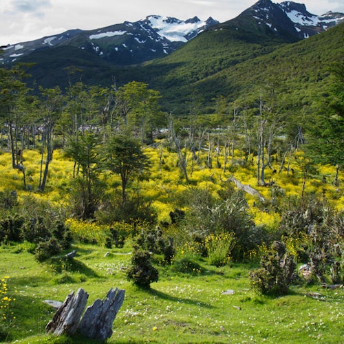 Parque Nacional de Tierra del Fuego y Tren del Fin del Mundo: Recorrido desde Ushuaia