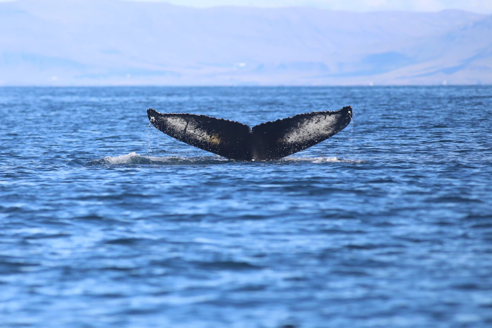 Whale Watching tour