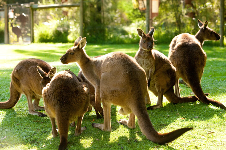 Kangaroos at wildlife park