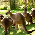 Kangourous dans un parc animalier