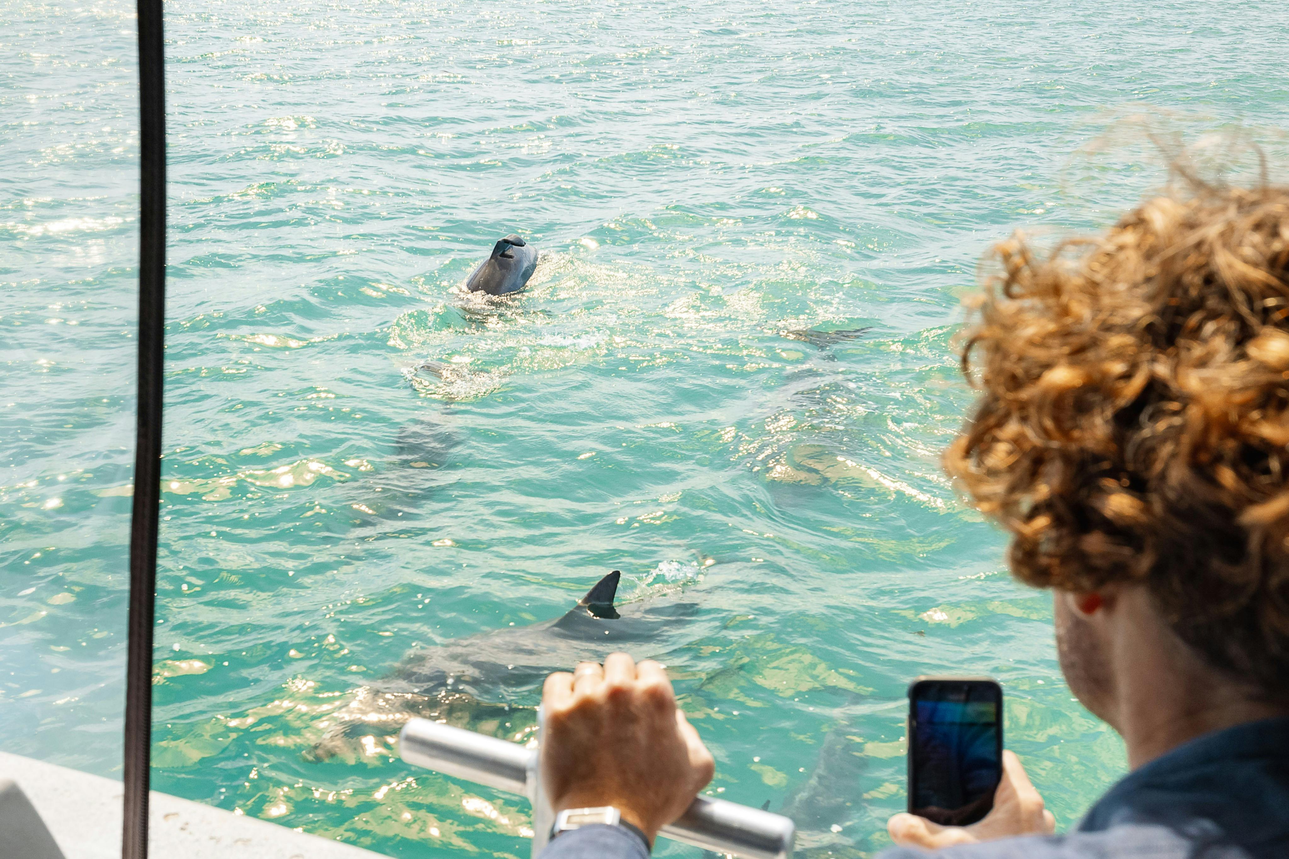 돌고래를 보는 사람들