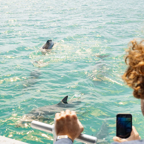 Shoalwater: Dolphin, Sea Lion & Penguin Island Cruise - Photo 4