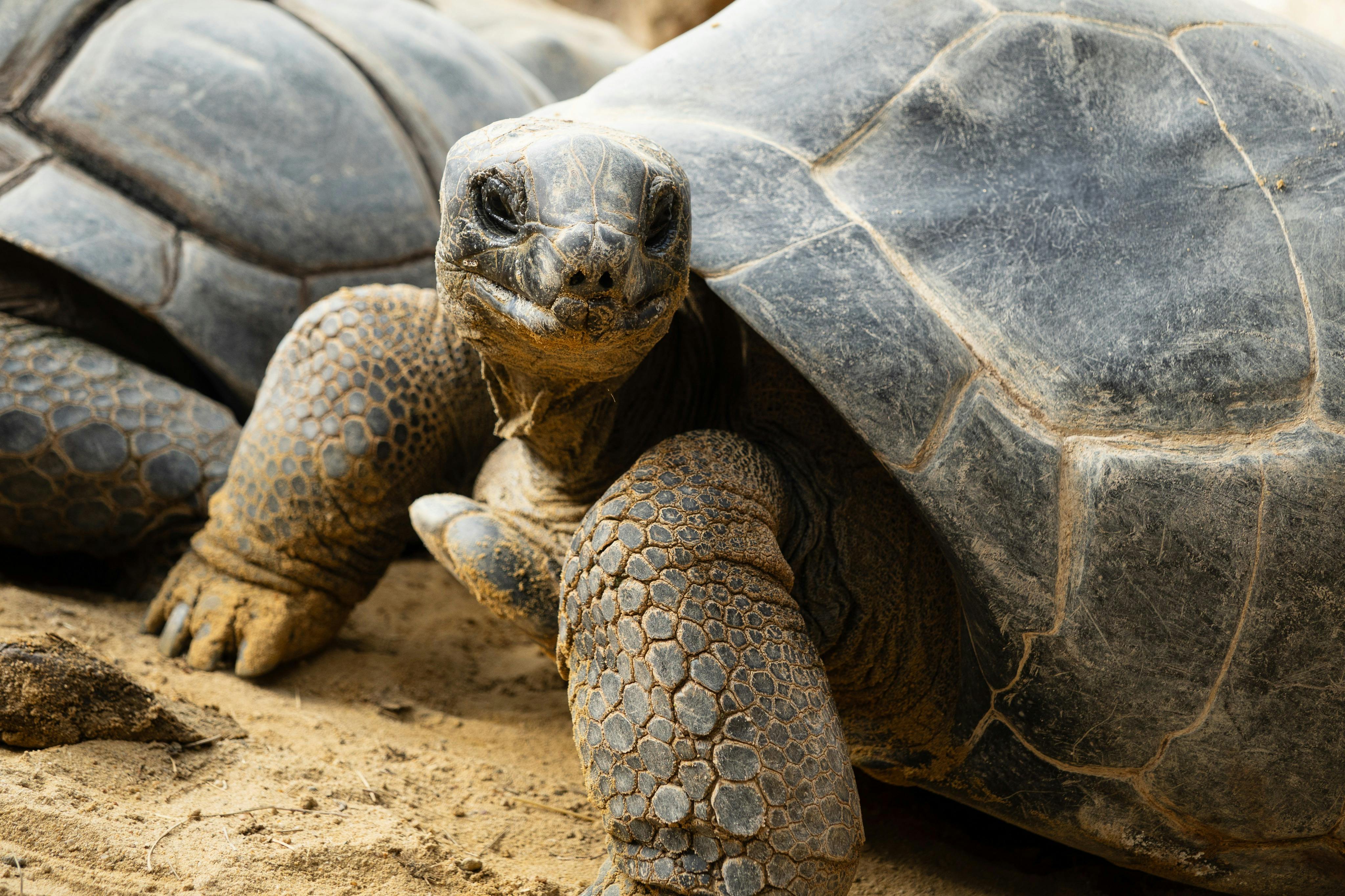 Primer pla d'una tortuga sobre una superfície sorrenca, mostrant la seva pell texturitzada i la seva gran closca.