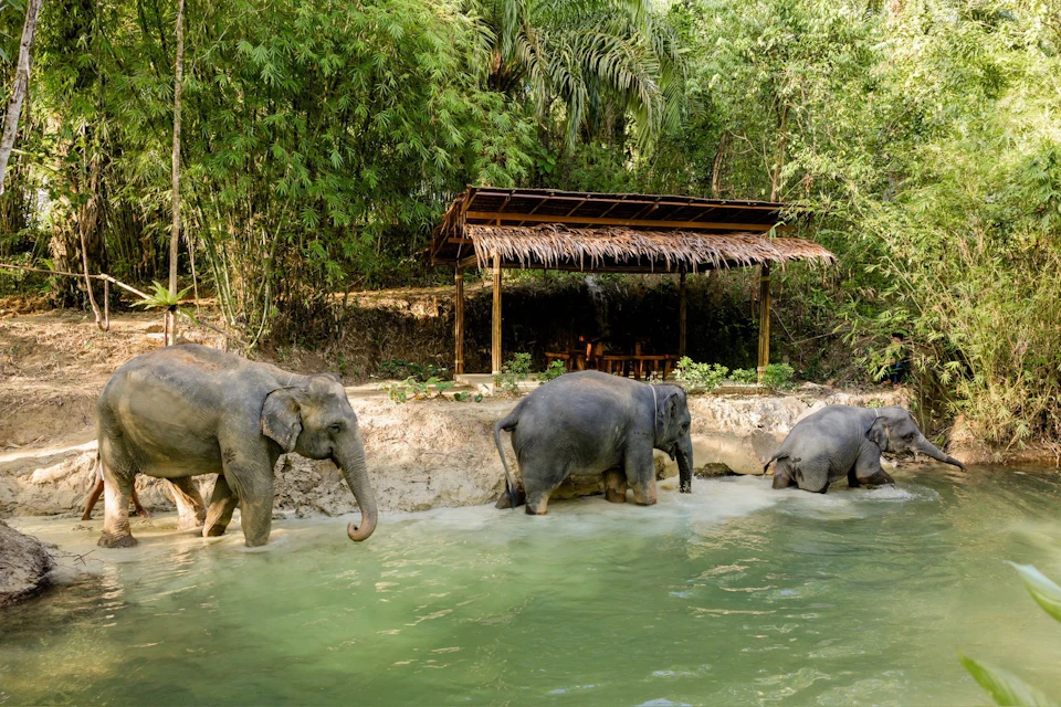 Three elephants wade in a shallow river near a thatched-roof shelter surrounded by dense greenery.