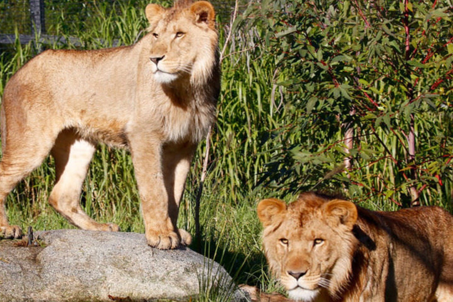 Dois leões numa zona de relva; um está de pé sobre uma rocha, olhando para o lado, e o outro está deitado, olhando para a frente.