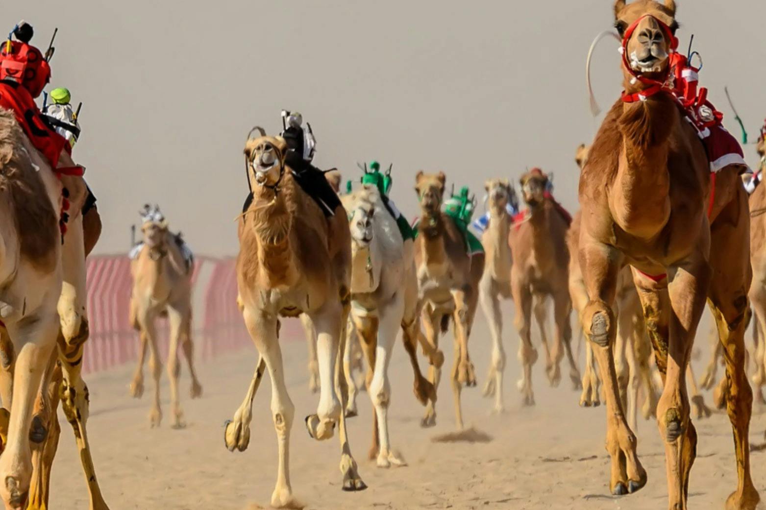 Camel Race Track