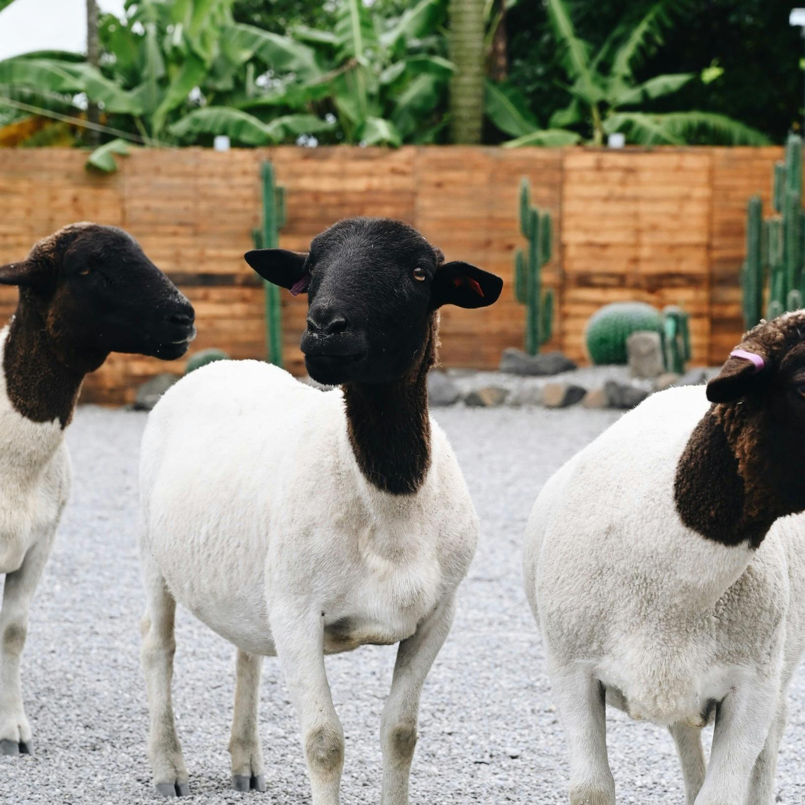 Three sheep with black faces and white bodies stand on a gravel surface, with cacti and a wooden fence in the background.